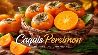 Caquis Persimon