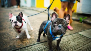 Boston Dog Butlers