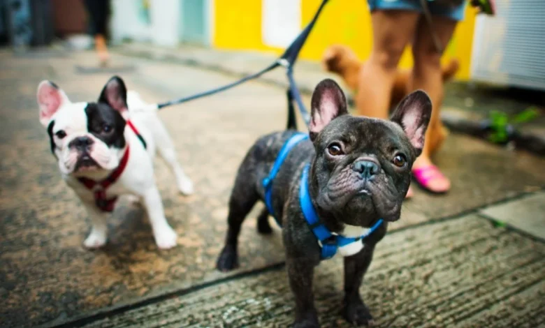 Boston Dog Butlers
