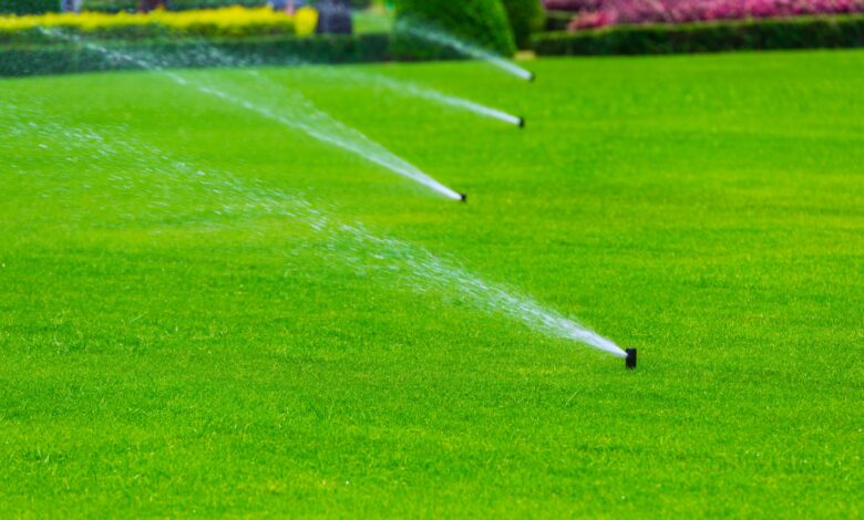 Your Yard