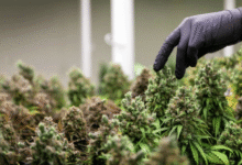 How Brands Like Blimburn Seeds Built a Worldwide Following