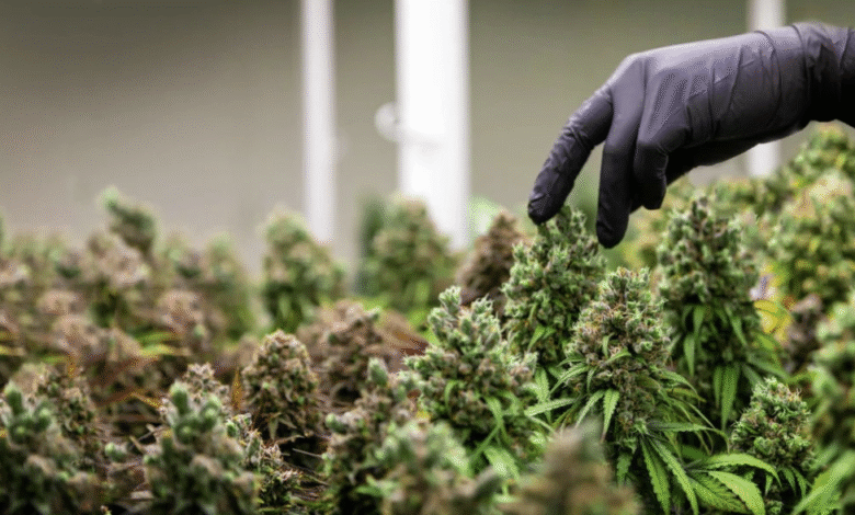 How Brands Like Blimburn Seeds Built a Worldwide Following