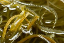 Sea Moss