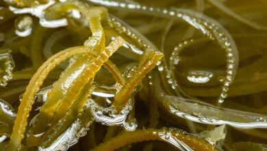 Sea Moss