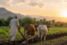 Why Traditional Farming Still Leads the Way in Modern Agriculture