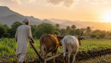 Why Traditional Farming Still Leads the Way in Modern Agriculture