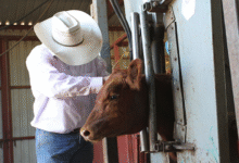 Understanding Cattle Work Chutes: Improving Livestock Handling Efficiency and Safety