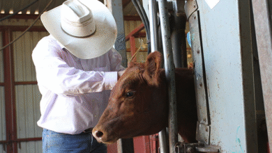 Understanding Cattle Work Chutes: Improving Livestock Handling Efficiency and Safety