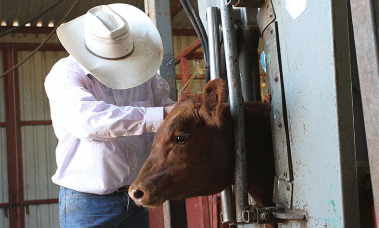 Understanding Cattle Work Chutes: Improving Livestock Handling Efficiency and Safety
